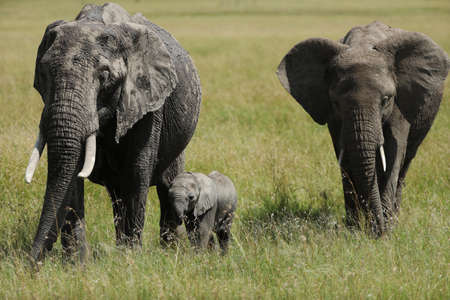 Group of elephants in kenyaの写真素材
