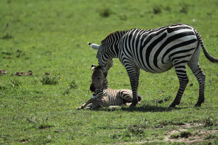 zebra in savannah in kenyaの写真素材