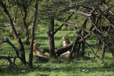 cheetah in savannah in kenya
