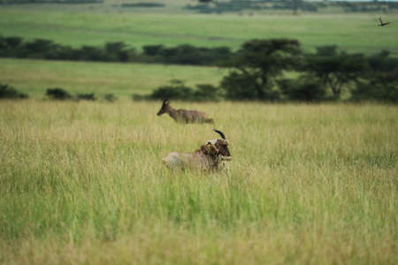 cheetah is hunting in savannahの写真素材