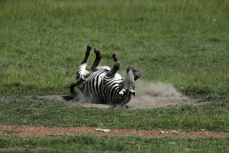 zebra in savannah in kenyaの写真素材