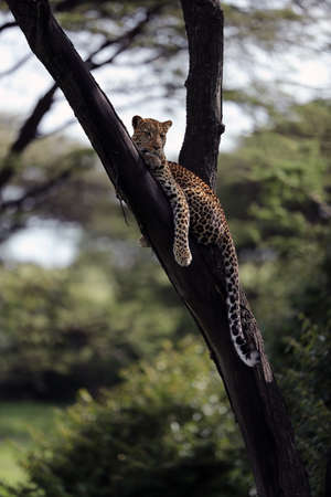 A leopard in savannah in kenyaの写真素材