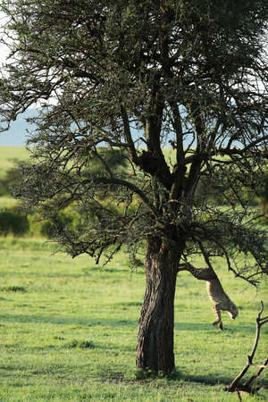 cheetah in savannah in kenya
