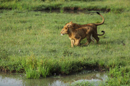 lion in savannah in kenyaの写真素材