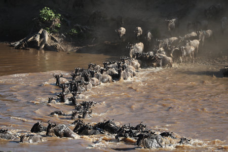 Herd of wildebeest in savannah in kenyaの写真素材