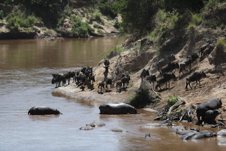 Herd of wildebeest in savannah in kenyaの写真素材