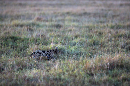 serval in savannah in Kenyaの写真素材