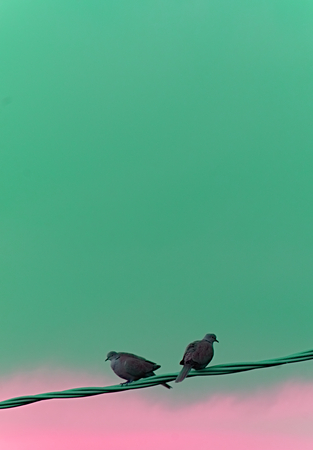 Birds on lineの写真素材