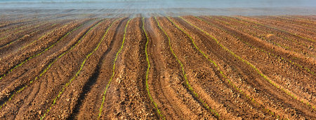 Field of corn between the tooth in the Tuscan landsの写真素材