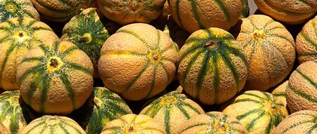 Water melons in a street market in Tuscanyの写真素材
