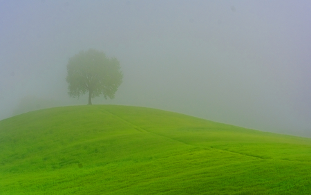Tree in the fogの写真素材
