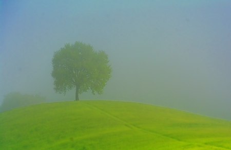 Tree in the fogの写真素材