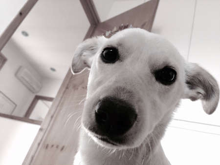 My dog