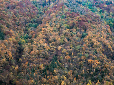colorful trees in autumnの写真素材