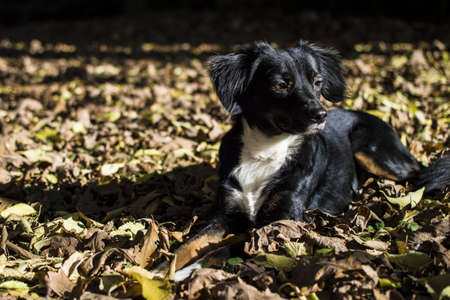 Cute black and white border collie dog lying in the autumn leavesの写真素材