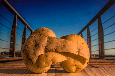 Pair of mature potatoes embracing each other at sunsetの写真素材