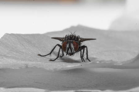 Specimen of domestic fly in the foreground