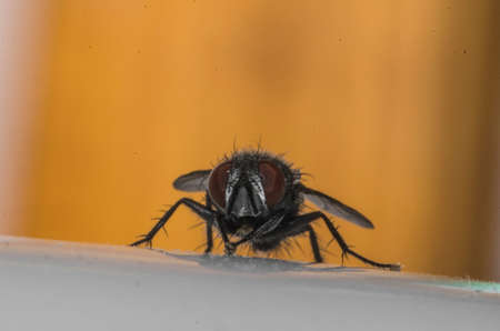 Specimen of domestic fly in the foreground