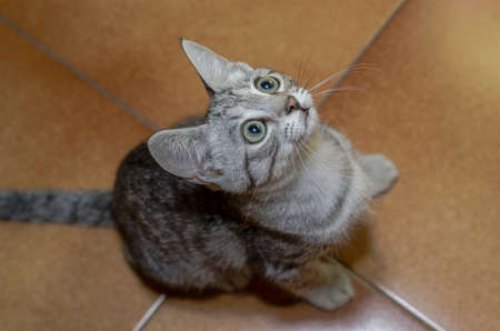 Tender and small cat on the floor at home looking upwards