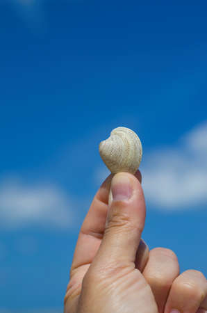 Fingers of a hand holding a shell on the sky background