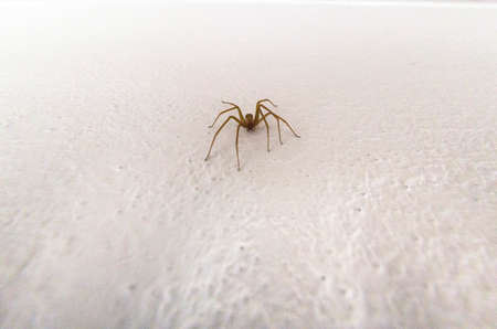 Specimen of violin spider within the home walls