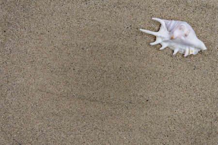 Background with sand and shells