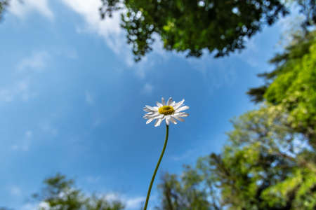 Close up view of a daisyの写真素材