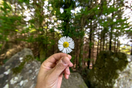 Hand holding a daisy flowerの写真素材