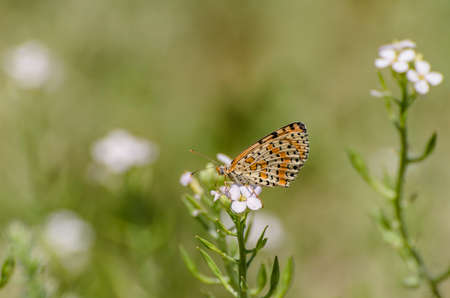 Close up of butterfly Melitaea didyma on flower with green backgroundの写真素材