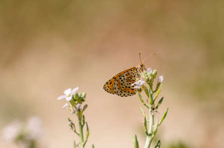 Close up of butterfly Melitaea didyma on flower with green backgroundの写真素材