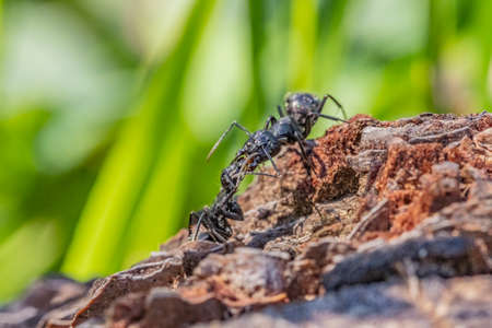 Black ants in the foreground on a tree barkの写真素材
