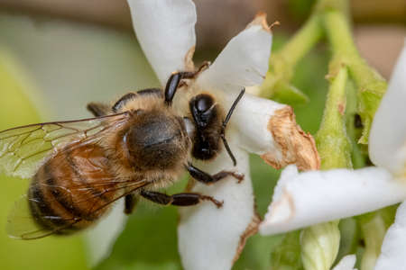 Bee resting on a flower during pollination