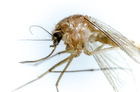 Tiger mosquito specimen in the foregroundの写真素材