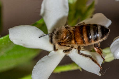Bee resting on a flower during pollination