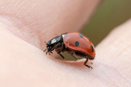 Close up of ladybug above a hand