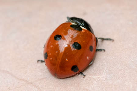 Close up of ladybug above a handの写真素材