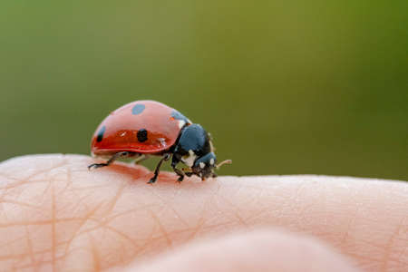 Close up of ladybug above a handの写真素材