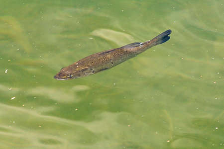 Fish on the water surface of the lakeの写真素材