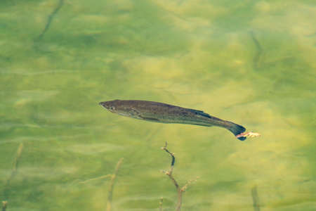 Fish on the water surface of the lakeの写真素材