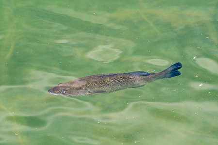 Fish on the water surface of the lakeの写真素材