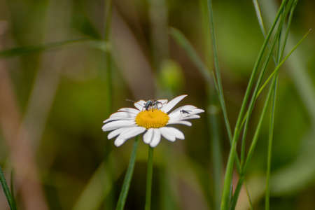 Cute beetle on top of a daisy