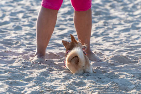 Dog sitting and crouching on the beachの写真素材