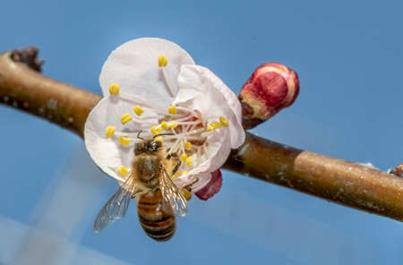 Bee in the foreground on apricot blossom