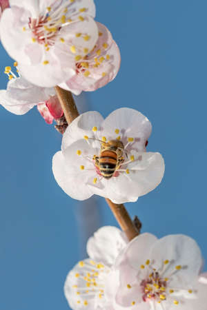 Bee in the foreground on apricot blossomの写真素材