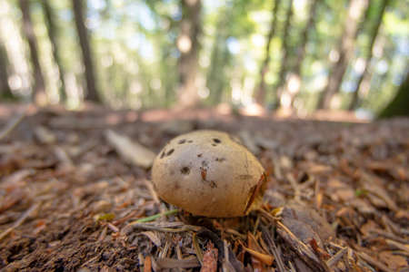 Close up of a mushroom on the ground in the middle of the forestの写真素材