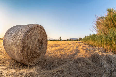 Countryside landscape with round bales of hay in the foreground