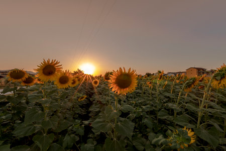 Beautiful sunflower field at sunset in the Tuscan countryside