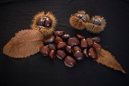 Autumn still life of chestnuts and urchinsの写真素材