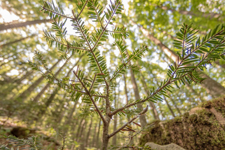 View of the undergrowth in the foregroundの写真素材