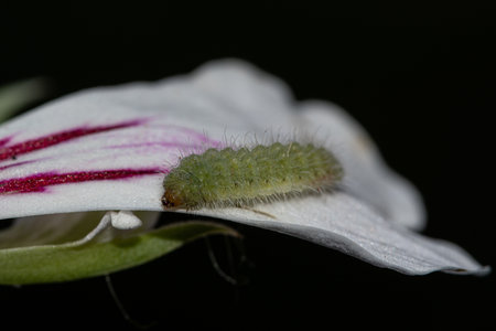 Geranium lichenide over a flower